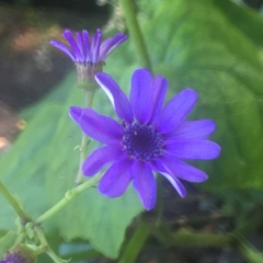 Pericallis