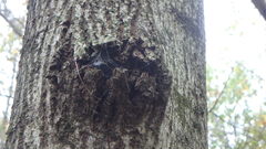 Neonectria ditissima