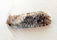 Acrolophus persimplex