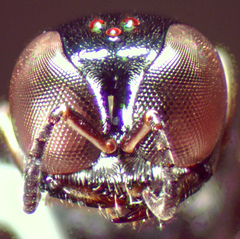 Crossocerus annulipes