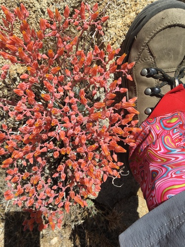 Dudleya saxosa