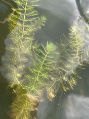 Myriophyllum spicatum