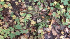 Oryzopsis asperifolia