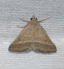 Hemeroplanis parallela