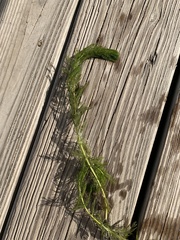 Myriophyllum spicatum