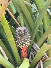Aechmea sphaerocephala