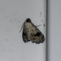 Abablemma duomaculata