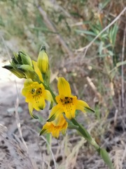 Chloraea gavilu