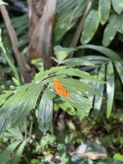 Dryas