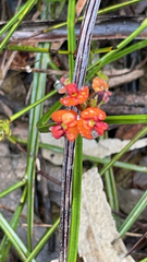 Daviesia alata