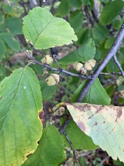 Hamamelis virginiana