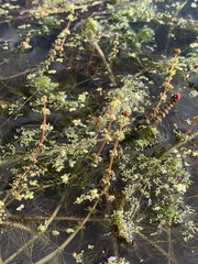 Myriophyllum spicatum