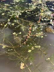 Myriophyllum spicatum
