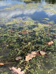 Myriophyllum spicatum