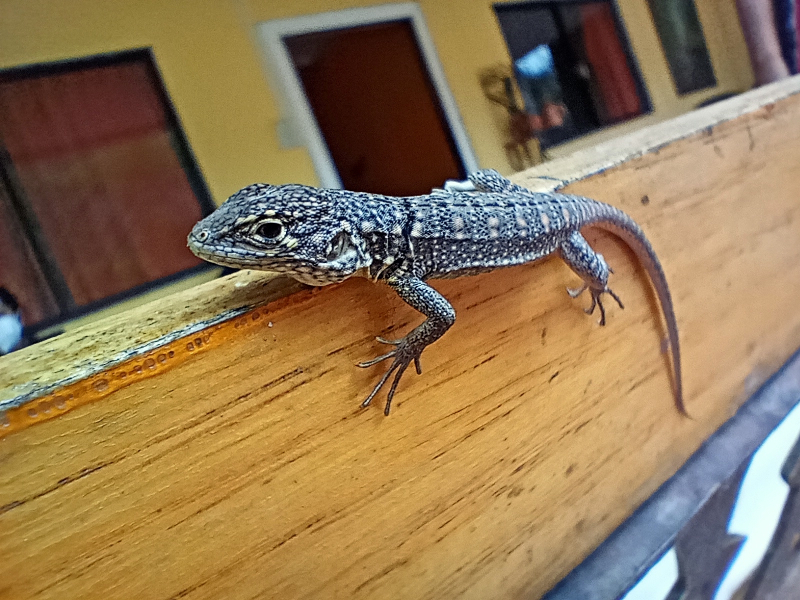 Stenocercus humeralis image