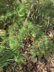 Larix laricina