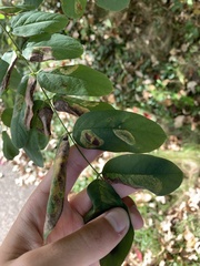 Agromyza soka