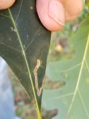 Cameraria hamadryadella