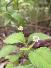 Lippia dulcis