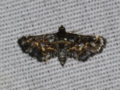 Eurrhyparodes lygdamis