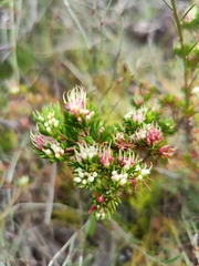 Darwinia leptantha
