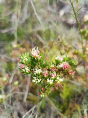 Darwinia leptantha