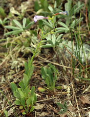 Penstemon papillatus