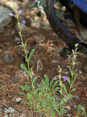 Penstemon papillatus