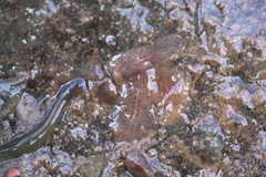 Notoplana atomata