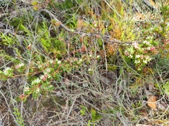Darwinia leptantha