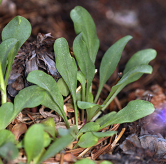 Penstemon papillatus