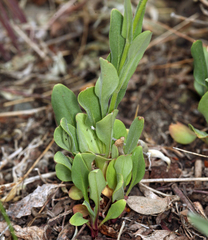 Penstemon papillatus