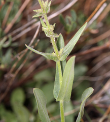 Penstemon papillatus