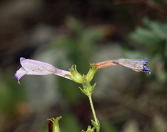 Penstemon papillatus