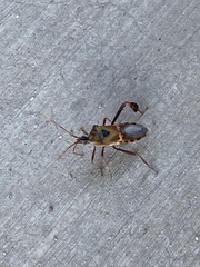 Leptoglossus clypealis