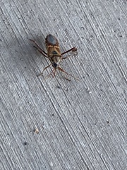 Leptoglossus clypealis