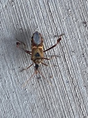 Leptoglossus clypealis