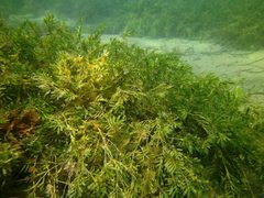 Heteroscarus acroptilus