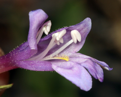 Penstemon papillatus