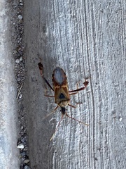 Leptoglossus clypealis