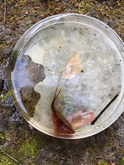 Lepidurus apus