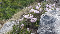 Rhodothamnus chamaecistus