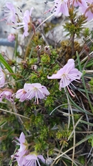 Rhodothamnus chamaecistus