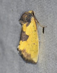 Stiria intermixta
