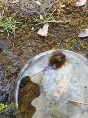 Lepidurus apus