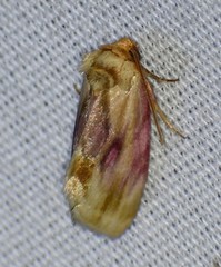 Chamaeclea basiochrea