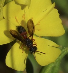 Cerceris blakei