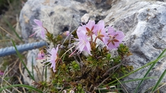Rhodothamnus chamaecistus