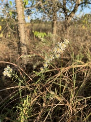 Symphyotrichum lanceolatum lanceolatum