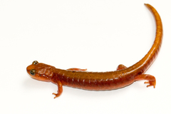 Plethodon vandykei